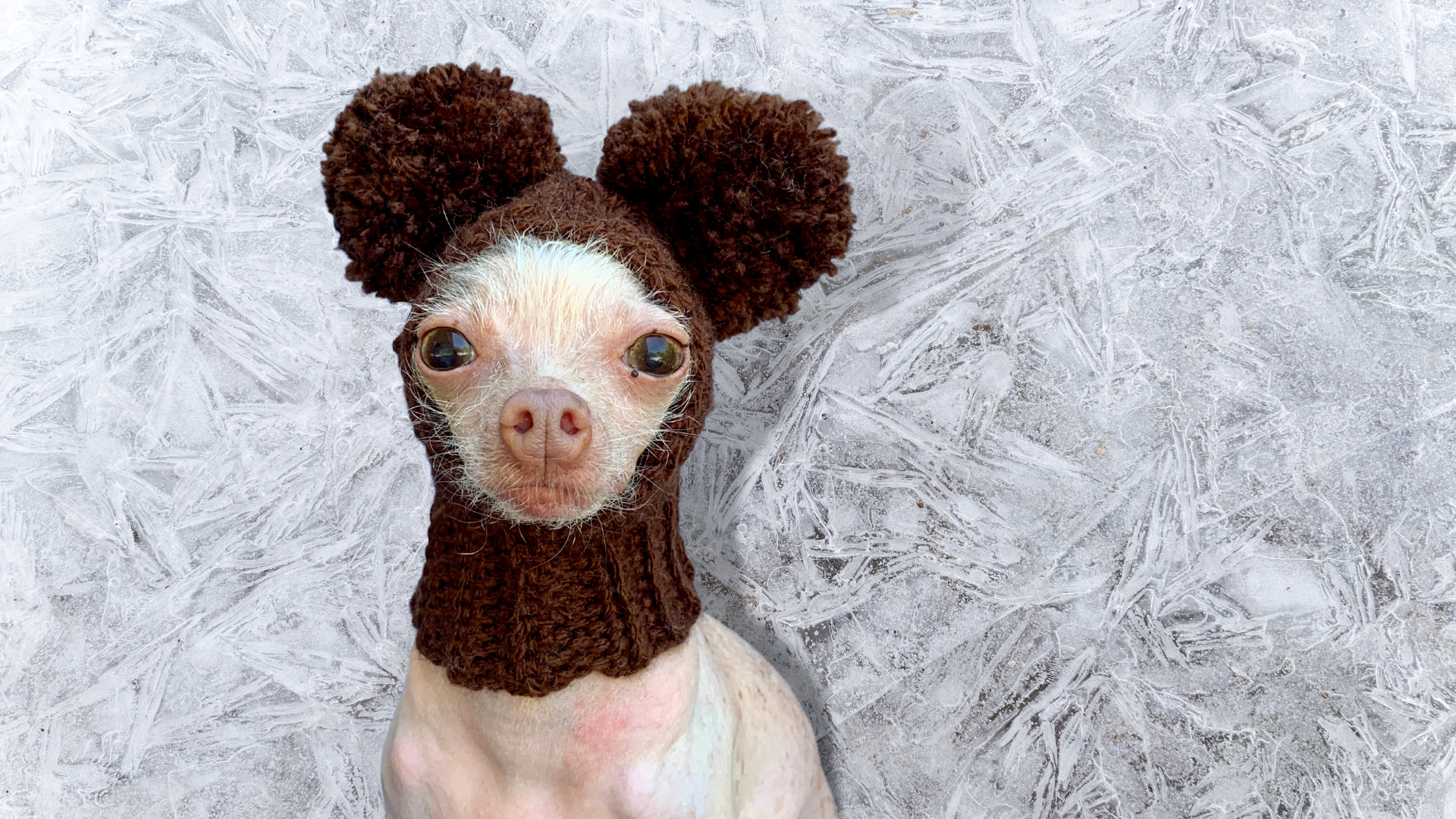 Oscar the blue chihuahua hotsell hat